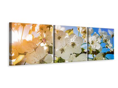 panoramic-3-piece-canvas-print-the-apple-tree-blossom