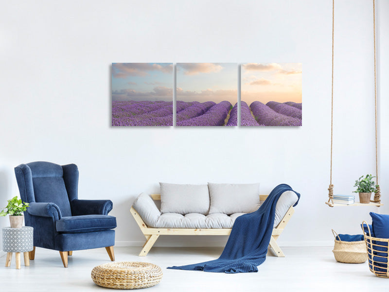 panoramic-3-piece-canvas-print-the-blooming-lavender-field