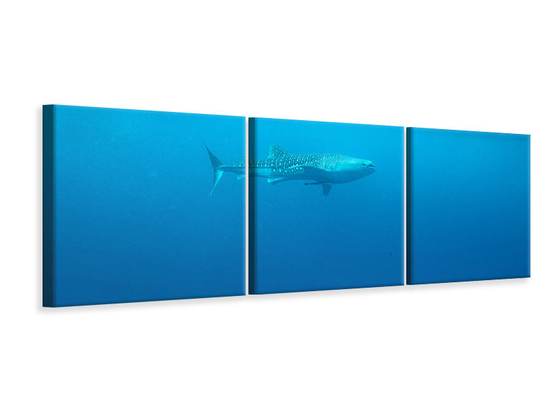 panoramic-3-piece-canvas-print-the-whale-shark