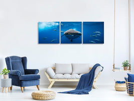 panoramic-3-piece-canvas-print-whale-shark-escorted-by-a-school-of-bonito