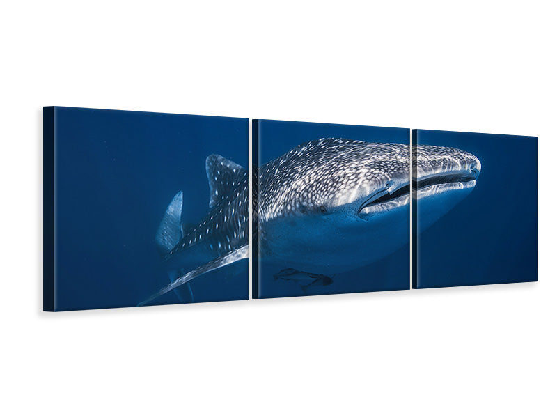 panoramic-3-piece-canvas-print-whale-shark