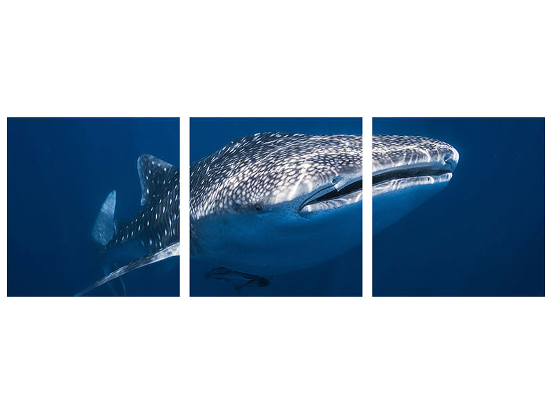 panoramic-3-piece-canvas-print-whale-shark