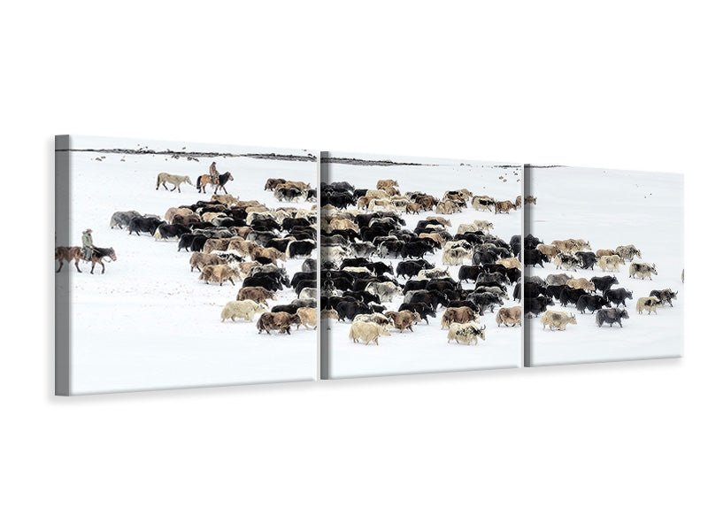 panoramic-3-piece-canvas-print-yaks-in-snow