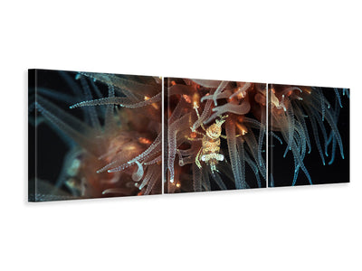 panoramic-3-piece-canvas-print-zanzibar-whip-coral-shrimp