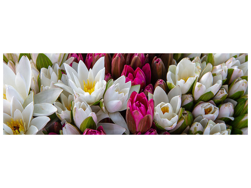 panoramic-canvas-print-a-bouquet-of-water-lilies