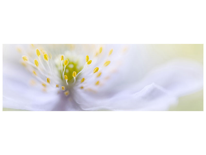 panoramic-canvas-print-anemone-beauty