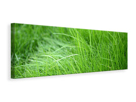 panoramic-canvas-print-blades-of-grass