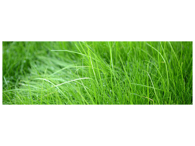 panoramic-canvas-print-blades-of-grass