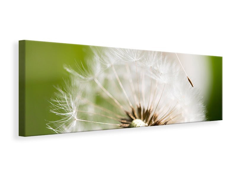 panoramic-canvas-print-blowball-dandelion