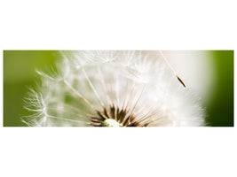 panoramic-canvas-print-blowball-dandelion