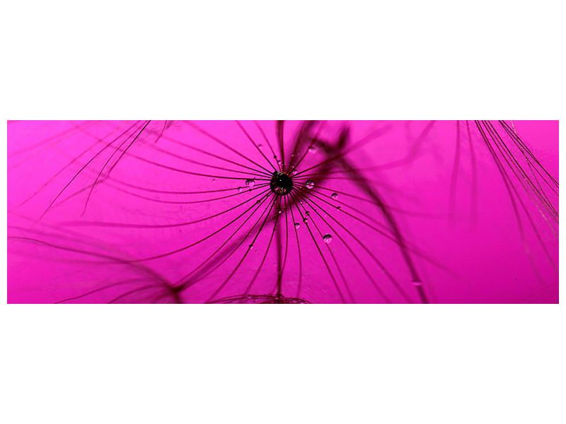 panoramic-canvas-print-dandelion-in-pink