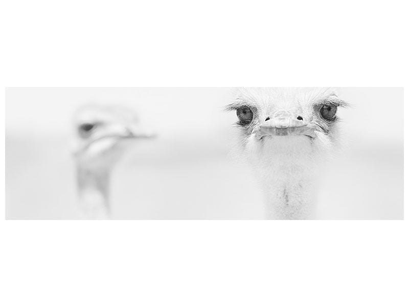 panoramic-canvas-print-funny-ostrich