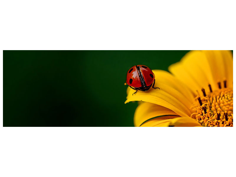 panoramic-canvas-print-ladybug-on-the-sunflower