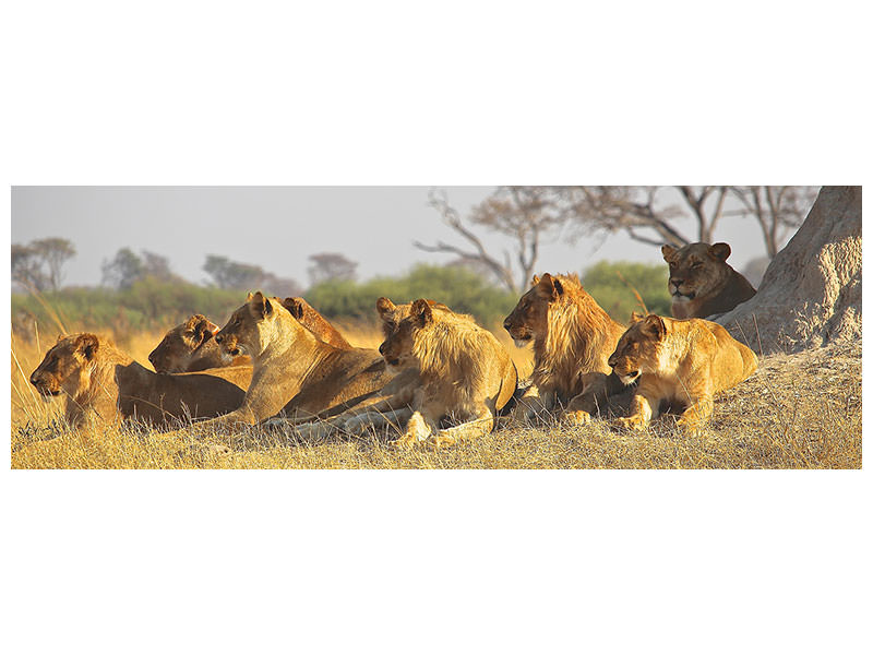 panoramic-canvas-print-lion-family