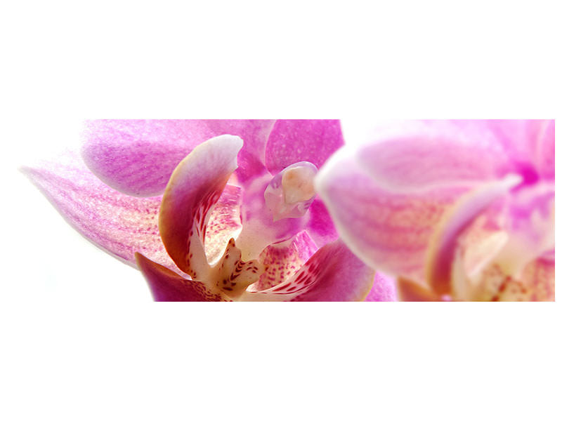 panoramic-canvas-print-magnificent-phalaenopsis