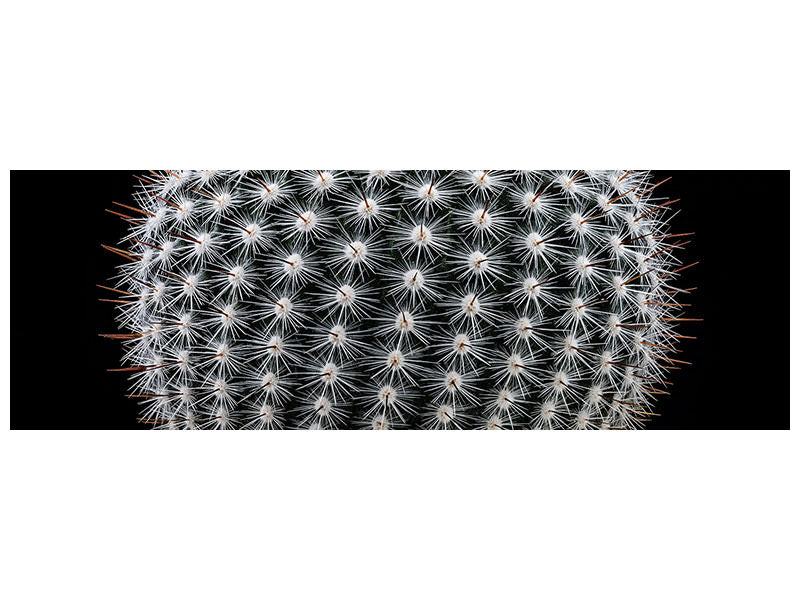 panoramic-canvas-print-notocactus-scopa-ii