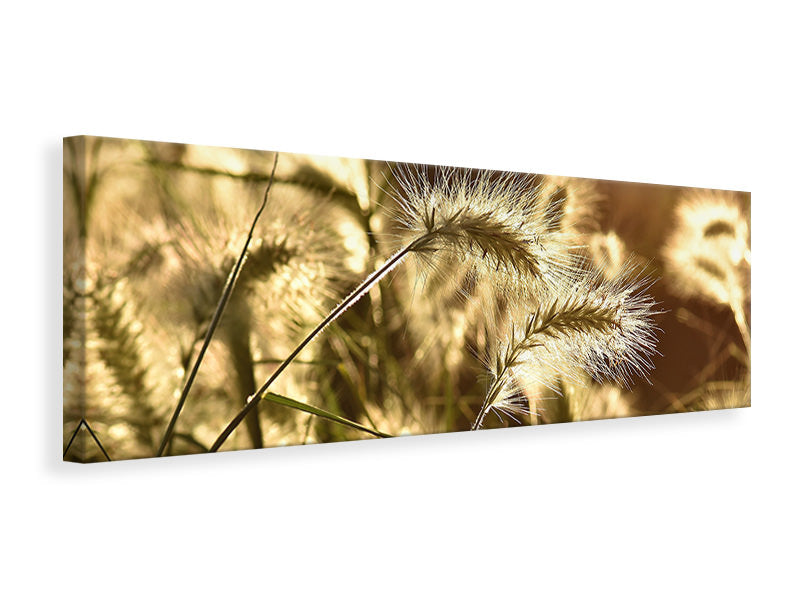 panoramic-canvas-print-ornamental-grass-in-the-sunlight