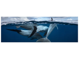 panoramic-canvas-print-pod-of-dolphin-at-the-surface