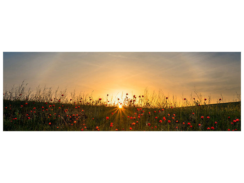 panoramic-canvas-print-red-poppies-and-sunrise