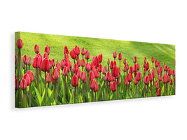 panoramic-canvas-print-red-tulip-field-in-the-sunlight