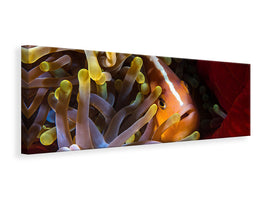 panoramic-canvas-print-skunk-clownfish