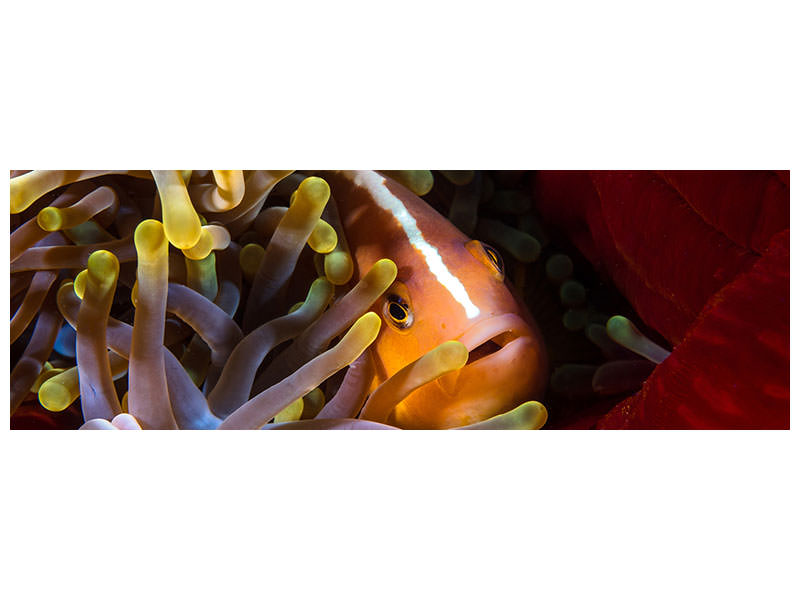 panoramic-canvas-print-skunk-clownfish