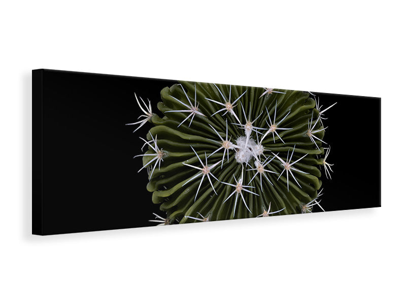 panoramic-canvas-print-stenocactus