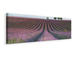 panoramic-canvas-print-velours-de-lavender