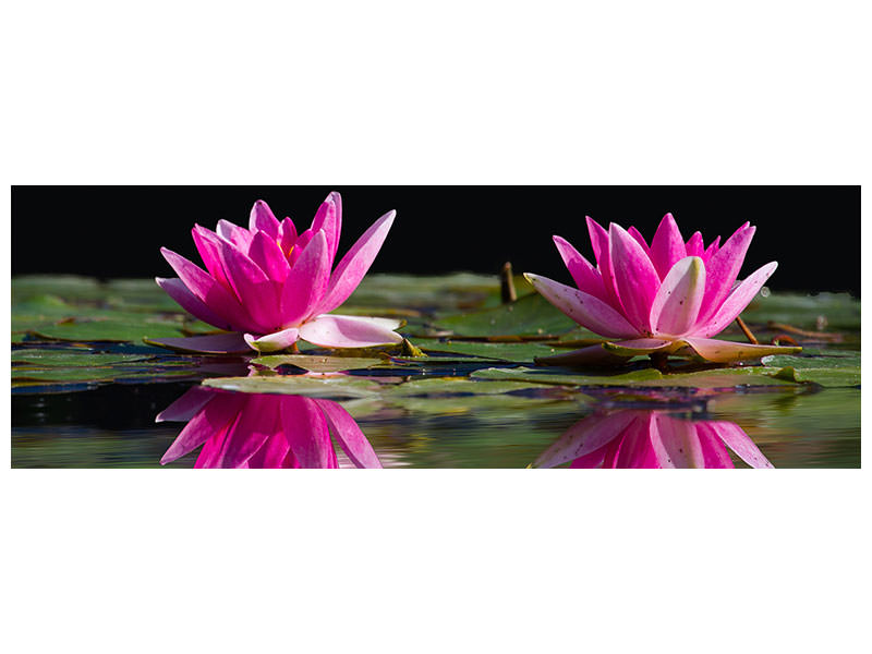 panoramic-canvas-print-water-lilies-duo-in-pink