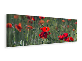 panoramic-canvas-print-wild-poppy