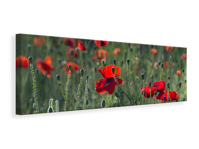 panoramic-canvas-print-wild-poppy