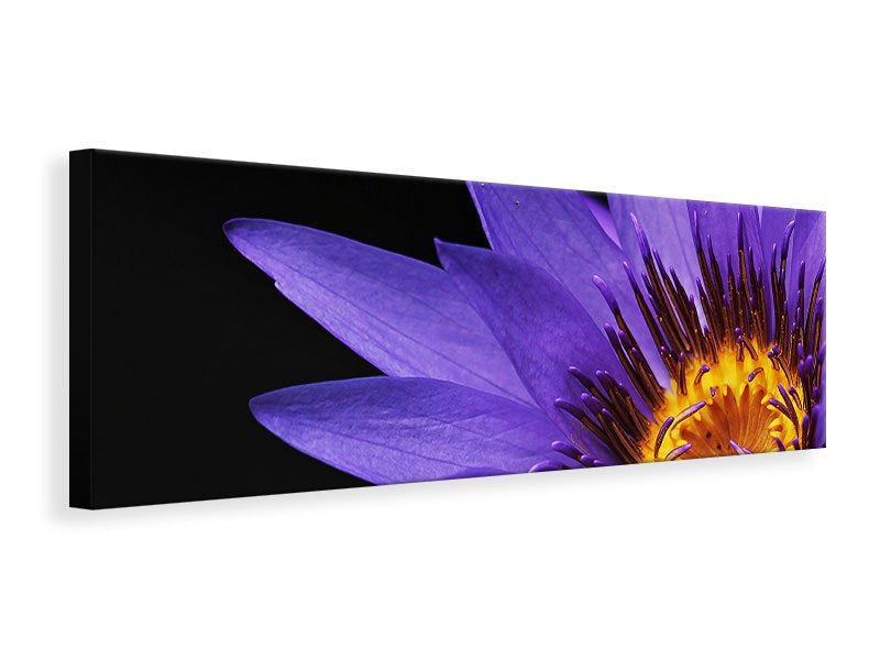 panoramic-canvas-print-xl-water-lily-in-purple