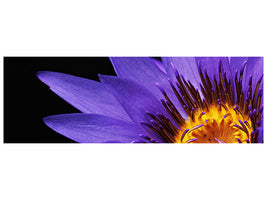 panoramic-canvas-print-xl-water-lily-in-purple