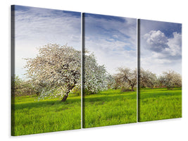 3-piece-canvas-print-apple-tree-garden