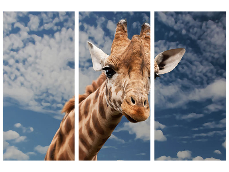 3-piece-canvas-print-attention-giraffe