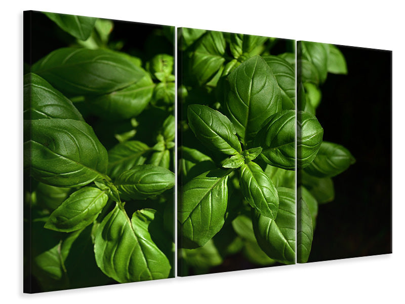 3-piece-canvas-print-basil-in-xl