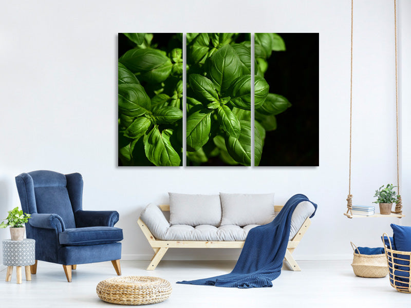 3-piece-canvas-print-basil-in-xl