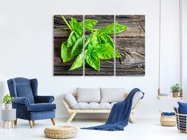 3-piece-canvas-print-basil-leaves-ii