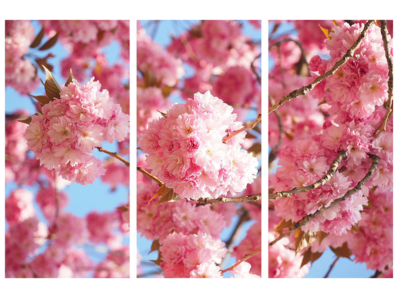 3-piece-canvas-print-beautiful-cherry-blossoms