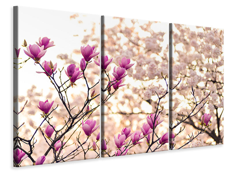 3-piece-canvas-print-beautiful-magnolia-xl