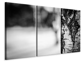 3-piece-canvas-print-birch-trunk