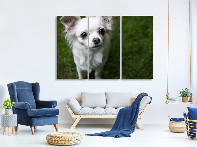 3-piece-canvas-print-chihuahua-look