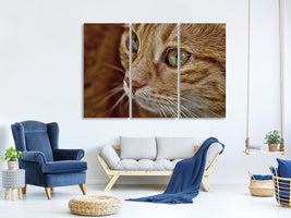 3-piece-canvas-print-close-up-cat39s-head