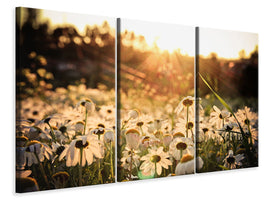 3-piece-canvas-print-daisies-at-sunset