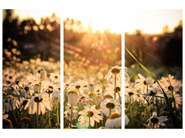 3-piece-canvas-print-daisies-at-sunset