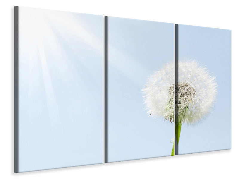 3-piece-canvas-print-dandelion-in-sunbeam