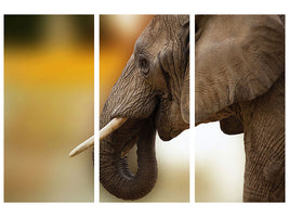 3-piece-canvas-print-elephant-close-up