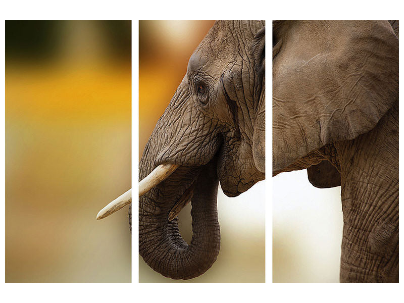 3-piece-canvas-print-elephant-close-up