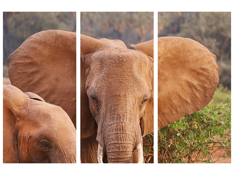 3-piece-canvas-print-elephant-ears