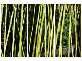 3-piece-canvas-print-fresh-bamboo